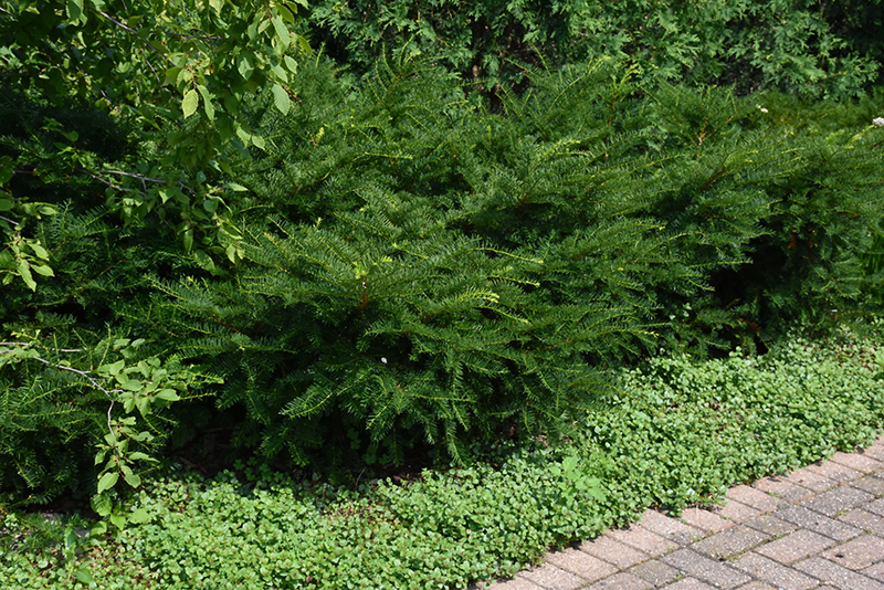Green Wave Yew (Taxus x media 'Green Wave') at Alsip Home and Nursery