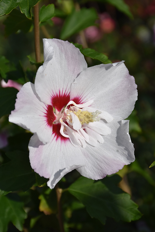 Fiji Rose of Sharon (Hibiscus syriacus 'Minspot') at Alsip Home and Nursery