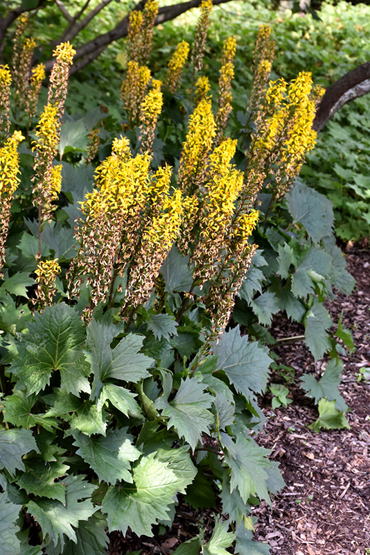 The Rocket Rayflower (Ligularia 'The Rocket') at Alsip Home and Nursery