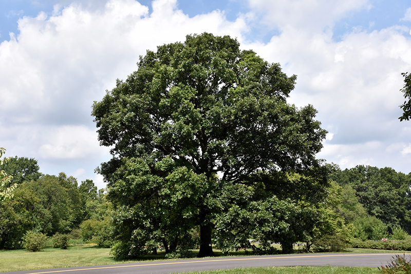 Swamp White Oak (Quercus bicolor) at Alsip Home and Nursery
