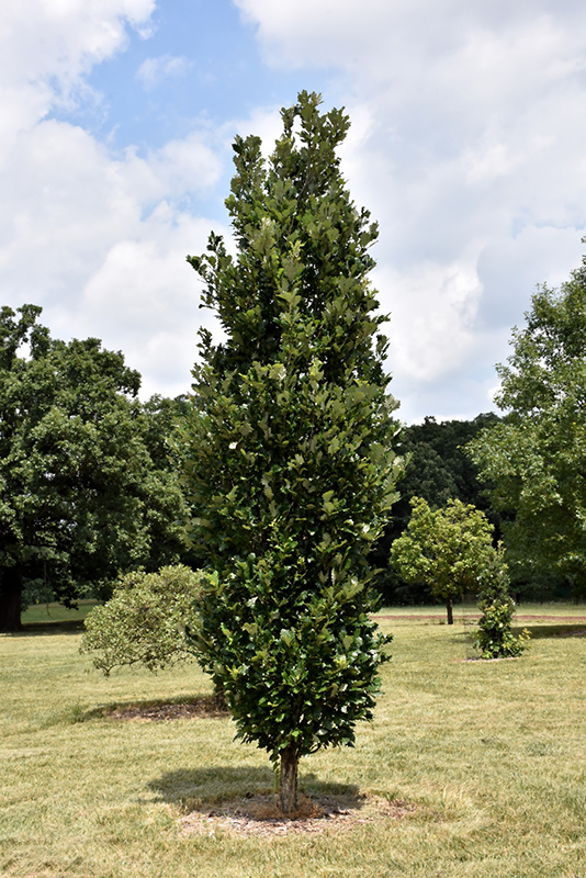 Regal Prince English Oak (Quercus 'Regal Prince') at Alsip Home and Nursery