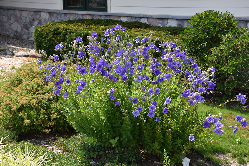 Astra Double Blue Balloon Flower (Platycodon grandiflorus 'Astra Double Blue') at Alsip Home and Nursery
