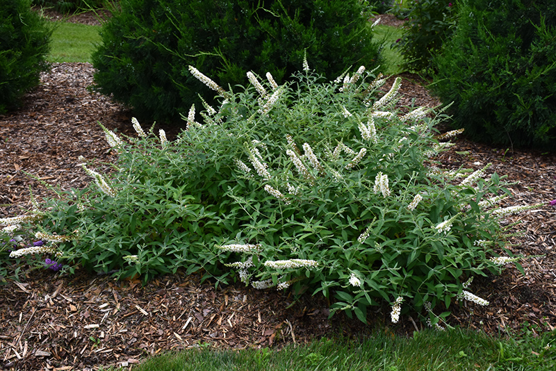 Lo & Behold Ice Chip Butterfly Bush (Buddleia 'Ice Chip') at Alsip Home and Nursery
