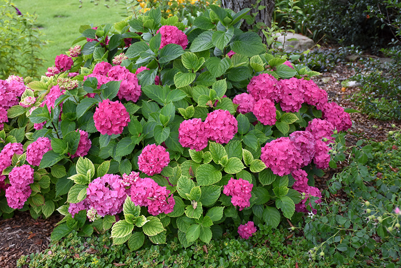 Let's Dance Rave Hydrangea (Hydrangea macrophylla 'SMNHMSIGMA') at Alsip Home and Nursery