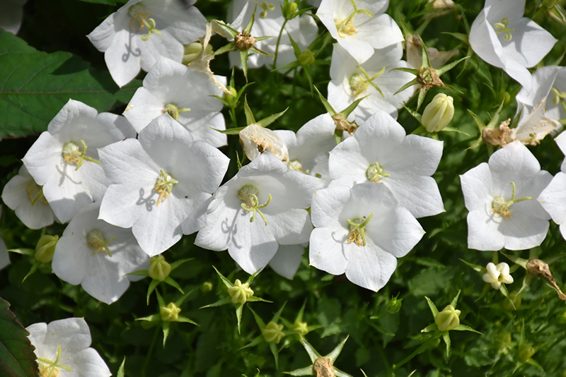 White Clips Bellflower (Campanula carpatica 'White Clips') at Alsip Home and Nursery