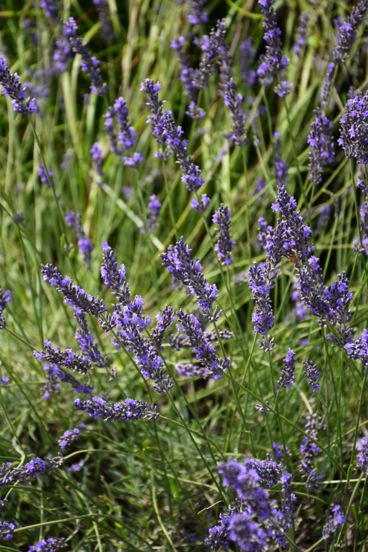Phenomenal Lavender (Lavandula x intermedia 'Phenomenal') at Alsip Home and Nursery