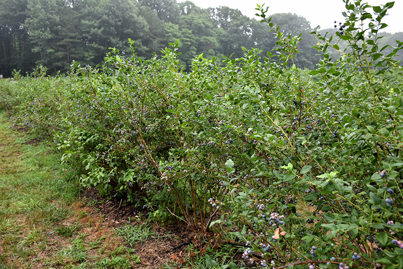 Bluecrop Blueberry (Vaccinium corymbosum 'Bluecrop') at Alsip Home and Nursery