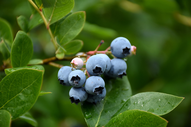 Northcountry Blueberry (Vaccinium 'Northcountry') at Alsip Home and Nursery