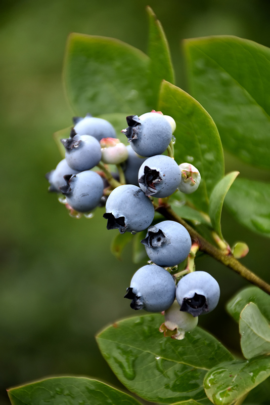 Northblue Blueberry (Vaccinium 'Northblue') at Alsip Home and Nursery