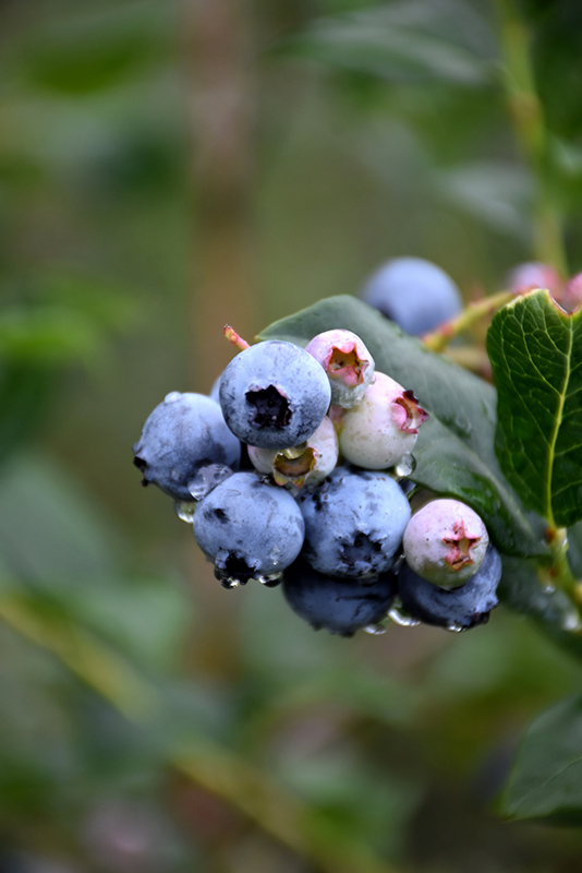 Chippewa Blueberry (Vaccinium 'Chippewa') at Alsip Home and Nursery