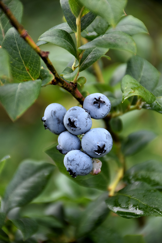 Berkeley Blueberry (Vaccinium corymbosum 'Berkeley') at Alsip Home and Nursery