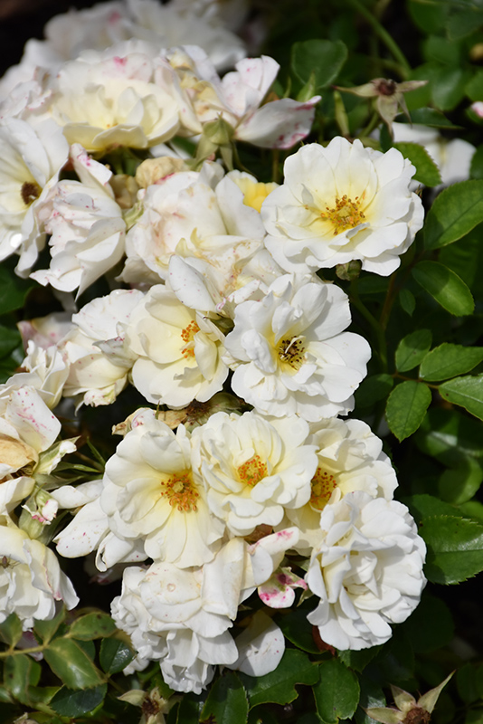 White Drift Rose (Rosa 'Meizorland') at Alsip Home and Nursery
