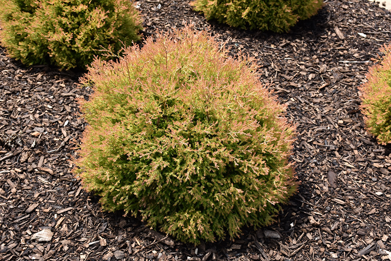 Fire Chief Arborvitae (Thuja occidentalis 'Congabe') at Alsip Home and Nursery