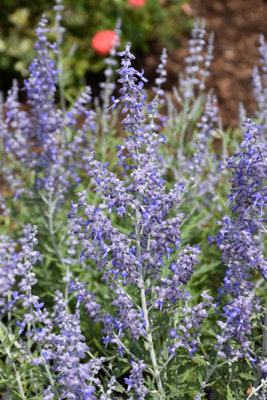 Lacey Blue Russian Sage (Perovskia atriplicifolia 'Lacey Blue') at Alsip Home and Nursery
