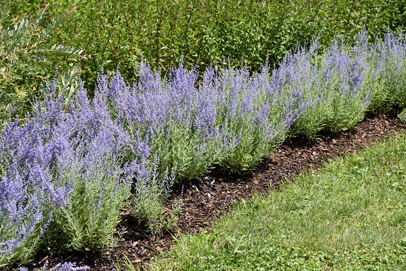 Lacey Blue Russian Sage (Perovskia atriplicifolia 'Lacey Blue') at Alsip Home and Nursery