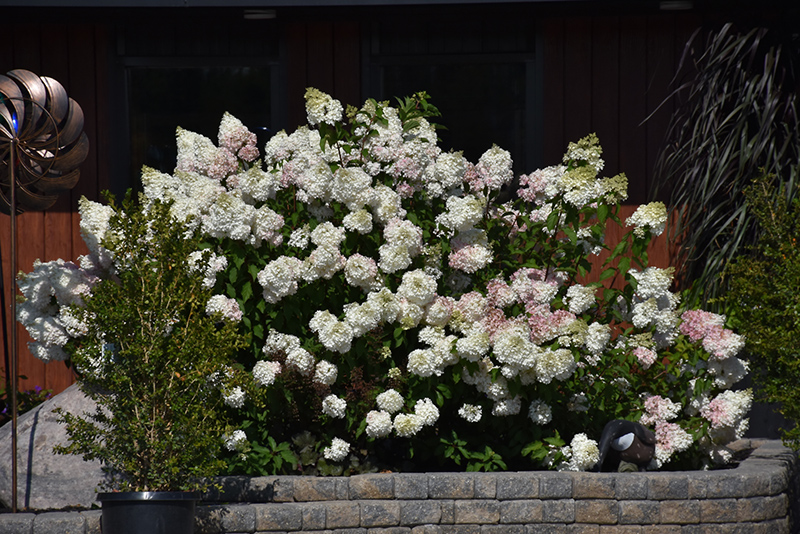 Vanilla Strawberry Hydrangea (Hydrangea paniculata 'Renhy') at Alsip Home and Nursery