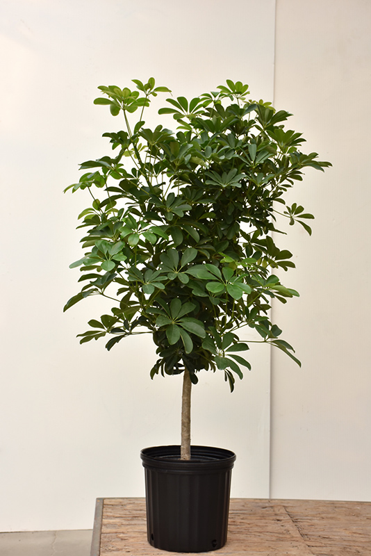 Schefflera Tree (tree form) (Schefflera arboricola '(tree form)') at Alsip Home and Nursery