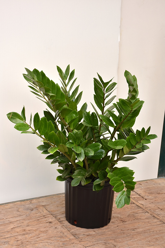 ZZ Plant (Zamioculcas zamiifolia) at Alsip Home and Nursery
