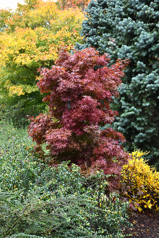 Twombly's Red Sentinel Japanese Maple (Acer palmatum 'Twombly's Red Sentinel') at Alsip Home and Nursery