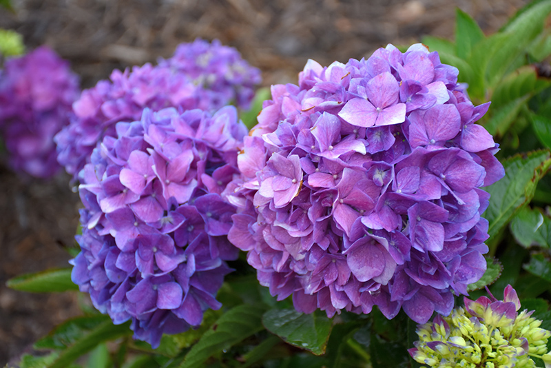 Let's Dance Rave Hydrangea (Hydrangea macrophylla 'SMNHMSIGMA') at Alsip Home and Nursery