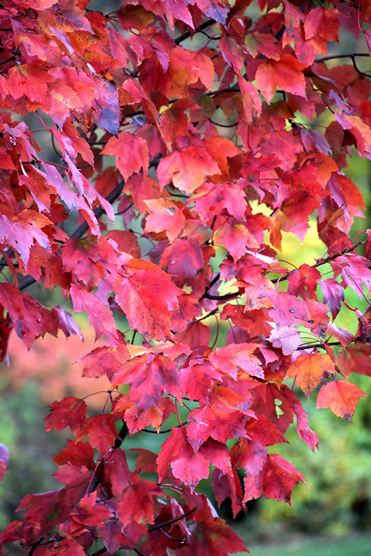 Red Maple (Acer rubrum) at Alsip Home and Nursery