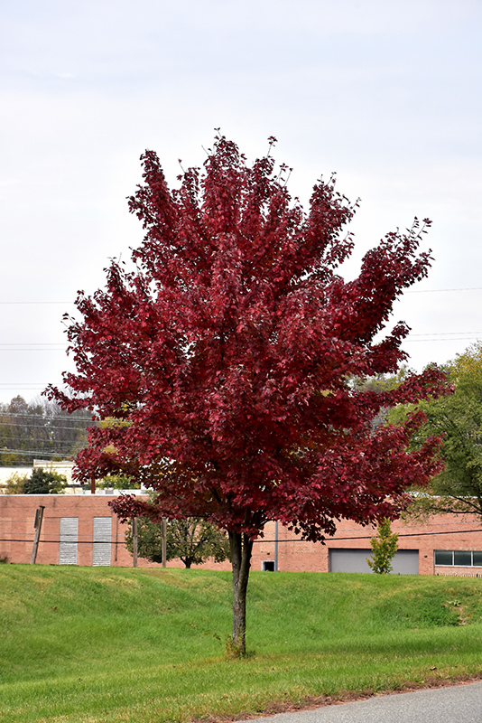 Brandywine Red Maple (Acer rubrum 'Brandywine') at Alsip Home and Nursery