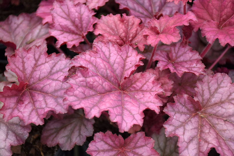 Berry Smoothie Coral Bells (Heuchera 'Berry Smoothie') at Alsip Home and Nursery