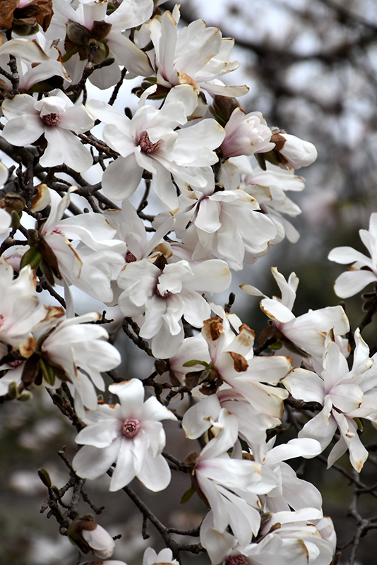 Merrill Magnolia (Magnolia x loebneri 'Merrill') at Alsip Home and Nursery