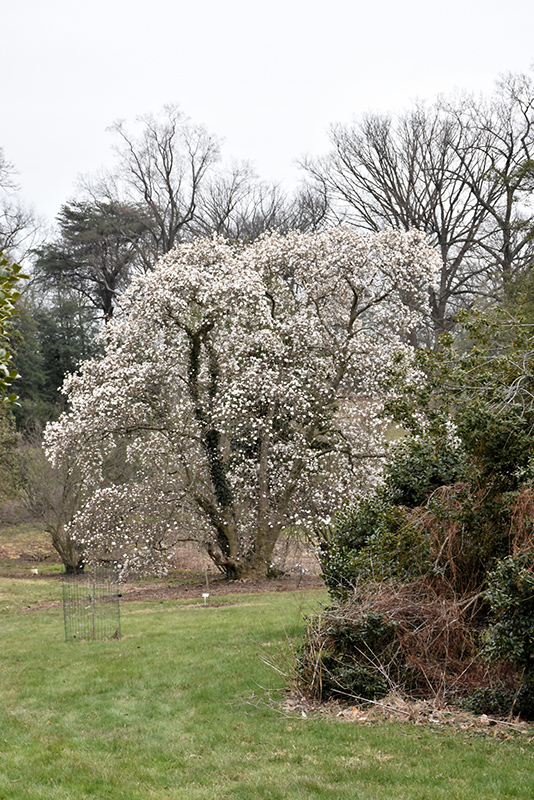 Merrill Magnolia (Magnolia x loebneri 'Merrill') at Alsip Home and Nursery