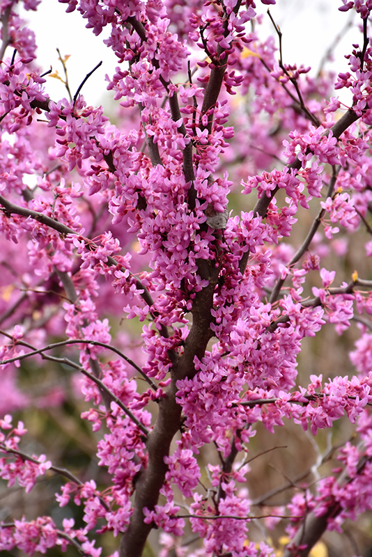 The Rising Sun Redbud (Cercis canadensis 'The Rising Sun') at Alsip Home and Nursery