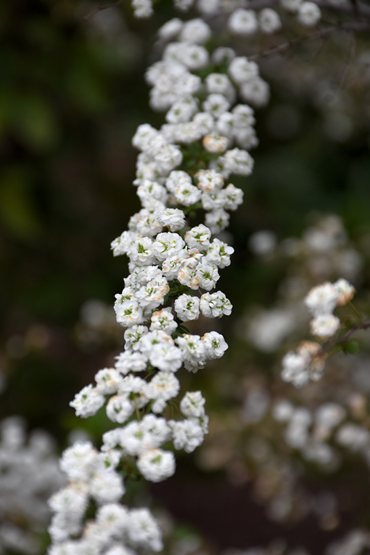 Bridalwreath Spirea (Spiraea prunifolia 'Plena') at Alsip Home and Nursery