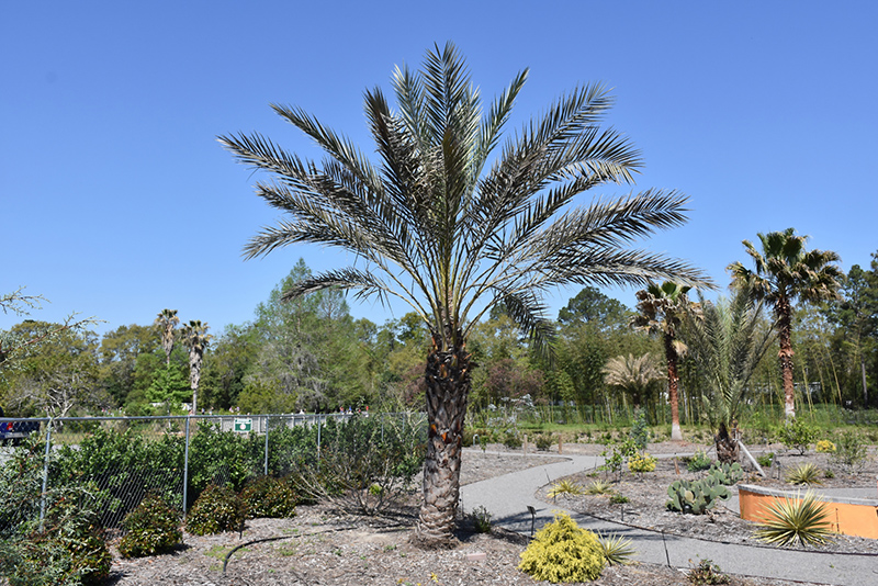 Date Palm (Phoenix dactylifera) at Alsip Home and Nursery