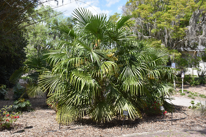 Windmill Palm (Trachycarpus fortunei) at Alsip Home and Nursery
