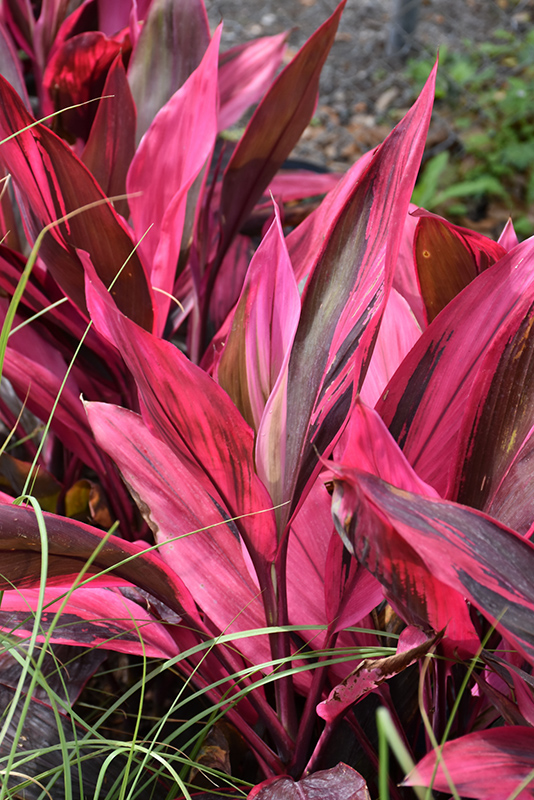 Red Sister Hawaiian Ti Plant (Cordyline fruticosa 'Red Sister') at Alsip Home and Nursery