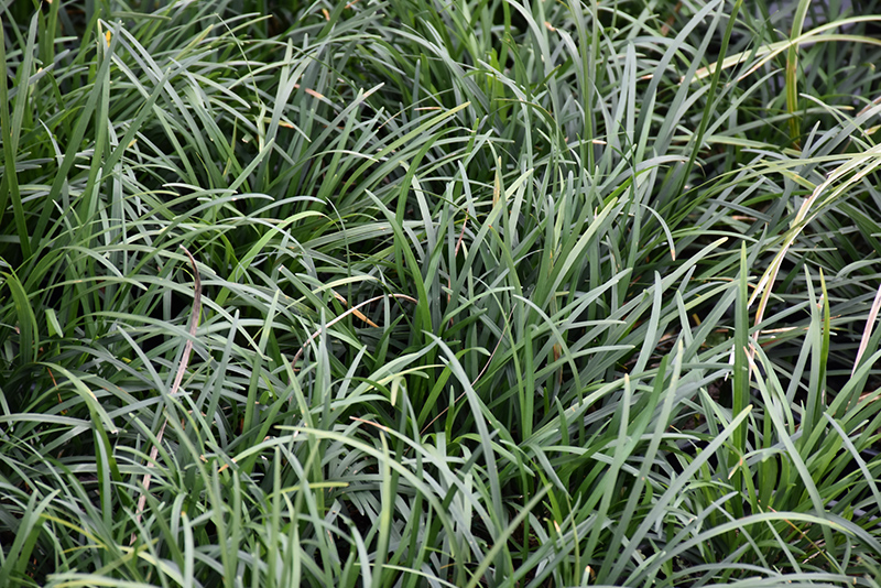 Snake's Beard (Ophiopogon japonicus) at Alsip Home and Nursery