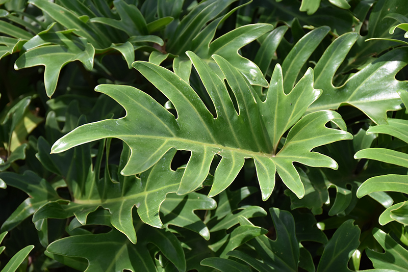 Xanadu Philodendron (Philodendron 'Winterbourn') at Alsip Home and Nursery