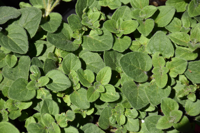 Hot And Spicy Oregano (Origanum 'Hot And Spicy') at Alsip Home and Nursery