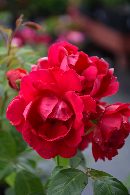 Blaze Rose (Rosa 'Blaze') at Alsip Home and Nursery