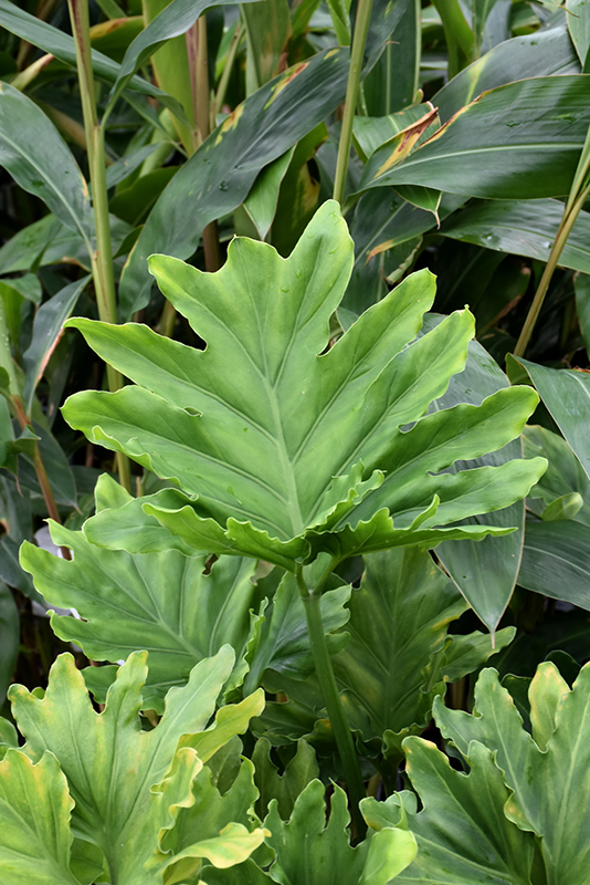 Hope Philodendron (Philodendron 'Hope') at Alsip Home and Nursery