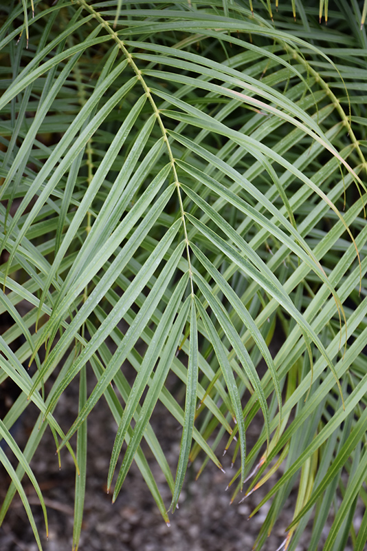 Pygmy Date Palm (Phoenix roebelenii) at Alsip Home and Nursery