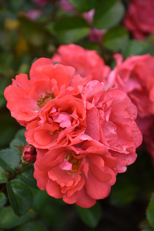 Coral Drift Rose (Rosa 'Meidrifora') at Alsip Home and Nursery