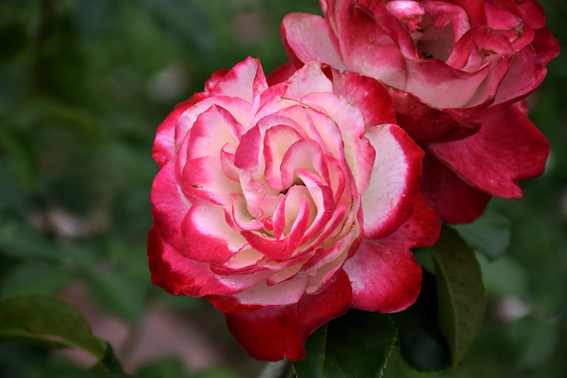 Cherry Parfait Rose (Rosa 'Cherry Parfait') at Alsip Home and Nursery