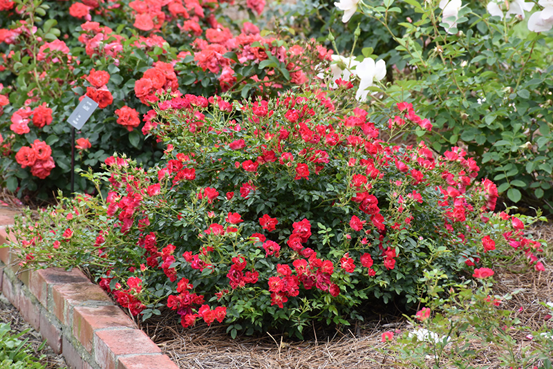 Red Drift Rose (Rosa 'Meigalpio') at Alsip Home and Nursery