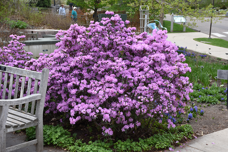 P.J.M. Rhododendron (Rhododendron 'P.J.M.') at Alsip Home and Nursery