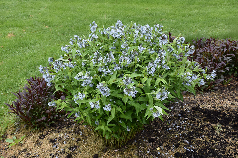 Blue Star Flower (Amsonia tabernaemontana) at Alsip Home and Nursery