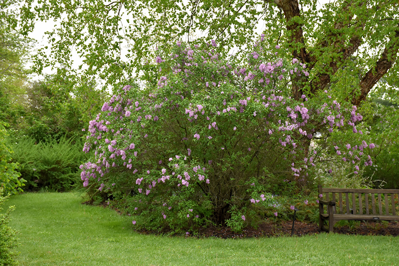 Persian Lilac (Syringa x persica) at Alsip Home and Nursery