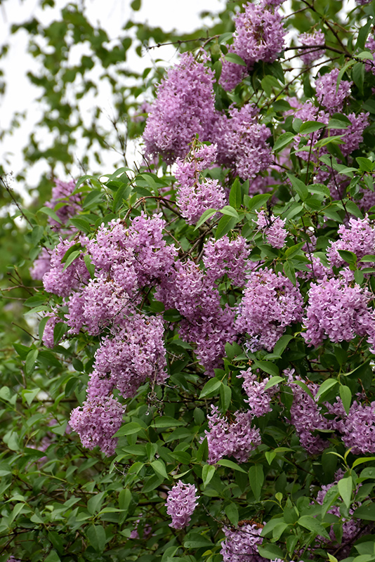 Persian Lilac (Syringa x persica) at Alsip Home and Nursery