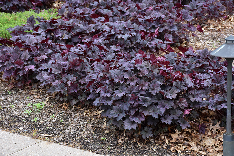 Frosted Violet Coral Bells (Heuchera 'Frosted Violet') at Alsip Home and Nursery