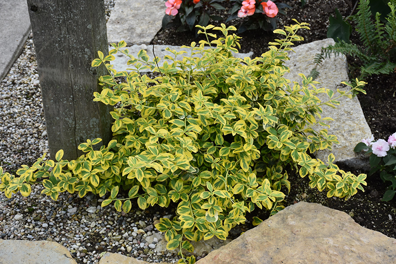 Gold Splash Wintercreeper (Euonymus fortunei 'Roemertwo') at Alsip Home and Nursery