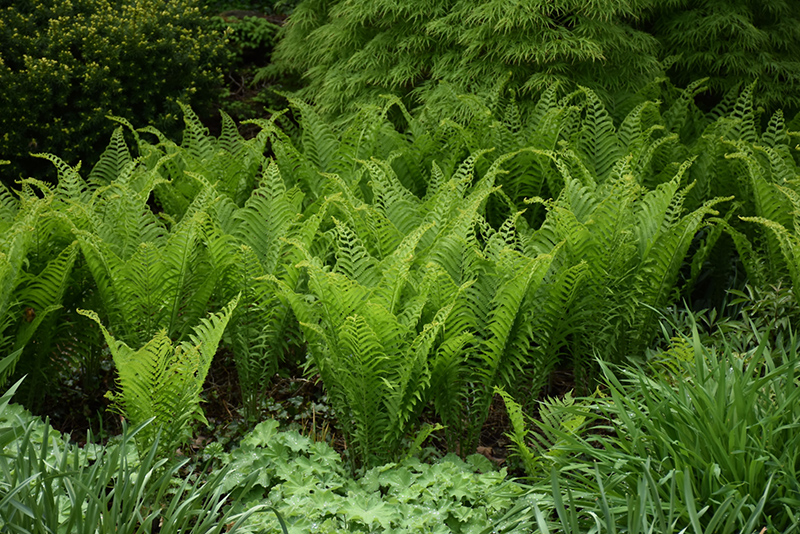 Ostrich Fern (Matteuccia struthiopteris) at Alsip Home and Nursery